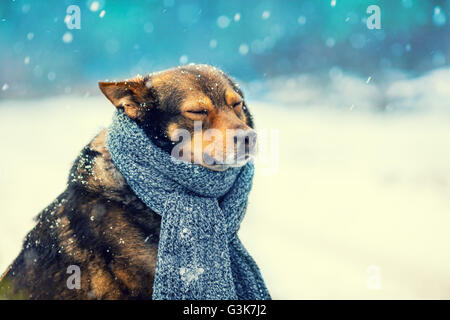 Ritratto di un cane con sciarpa lavorata a maglia legata intorno al collo a piedi nella bufera di neve Foto Stock