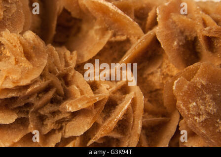 Ripresa macro di chiamata di pietra rosa del deserto isolate su sfondo bianco Foto Stock
