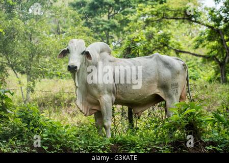 Humped mucca in una fattoria vicino a Santa Teresa, Costa Rica Foto Stock