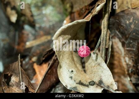 Funghi Marasmius haematocephalus Hacienda Baru Agarics rosa in Cabo Blanco Riserva Naturale in Costa Rica Foto Stock