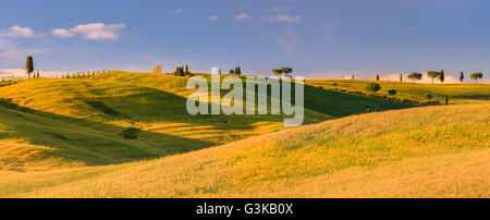 Cipressi, nel cuore della Toscana vicino a San Quirico in Val d'Orcia, Italia Foto Stock