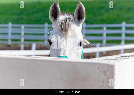 Equus caballus ferus. Bella White Horse è guarda noi, faccia a faccia da dietro della recinzione. Rurale scena. Il verde dei prati Foto Stock
