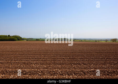 I modelli e le texture di un nuovo impianto di campo di patate nel Yorkshire wolds con calcare sotto un cielo blu. Foto Stock