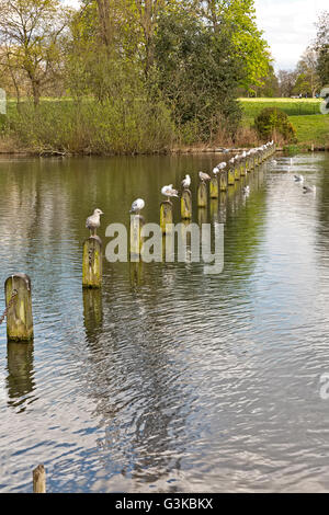 Una fila di gabbiani appollaiato sul vecchio molo in legno pilastro nel parco Foto Stock