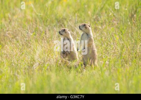 Una coppia di coda nero i cani della prateria guardare fuori da un nido in una colonia che occupa un campo suburbana a Cheyenne, Wyoming. Foto Stock