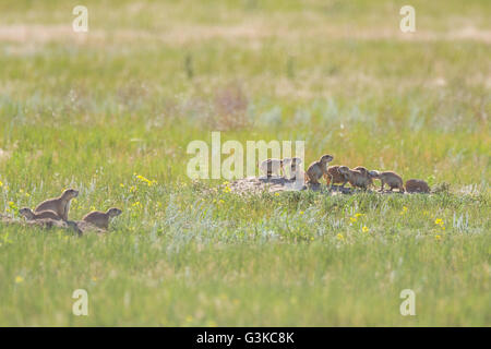 Coda nero i cani della prateria in una congrega guardare fuori da loro tane in una colonia che occupa un campo suburbana a Cheyenne, Wyoming. Foto Stock