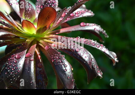 Gocce di acqua su Borgogna Aeonium foglie succulente Foto Stock