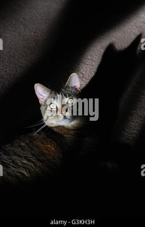 Green Eyed tabby Gatto sdraiato in ombra e luce solare casting la sua ombra Foto Stock