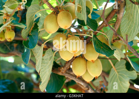 I kiwi /uva spina cinese (Actinidia sp.) sull'albero della vite. I kiwi è originaria della Cina e di ampia diffusione nel mondo Foto Stock