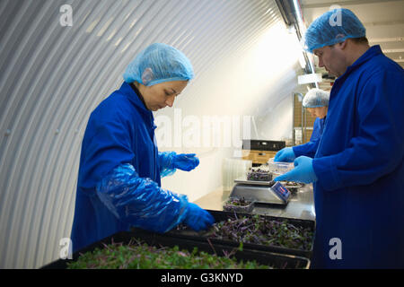 Vista laterale dei lavoratori indossare tute e retine per capelli lavorando sulla linea di produzione e confezionamento di verdure Foto Stock