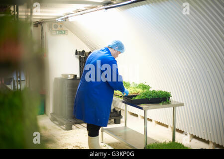 Vista laterale del Lavoratore che indossa retina per capelli e guanti in lattice controllo qualità freschi ortaggi coltivati Foto Stock
