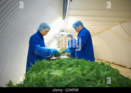 I lavoratori sulla linea di produzione di indossare le retine per capelli il confezionamento di verdure Foto Stock