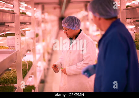 I lavoratori parlano in micro green tunnel sotterraneo nursery, London, Regno Unito Foto Stock