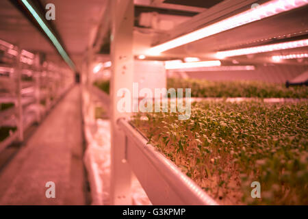 Close up di micro verdi vassoio in tunnel sotterraneo nursery, London, Regno Unito Foto Stock