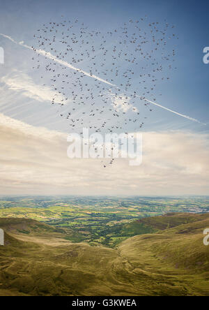 A forma di cuore ad stormo di uccelli che volano sopra il Brecon Beacons, Wales, Regno Unito Foto Stock