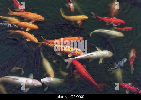 Koi in uno stagno, cresciuto carpe, molti colori differenti, Kowloon, Hong Kong, Cina Foto Stock