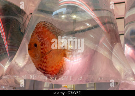 I pesci ornamentali per la vendita, nuotare in un sacchetto di plastica, Goldfish Market, nel quartiere di Mong Kok, Kowloon, Hong Kong, Cina Foto Stock