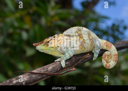Maschio camaleonte criptico (Calumma crypticum), foresta pluviale, Ranomafana National Park, Southern Highlands, Madagascar Foto Stock