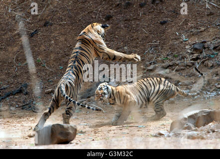 L'immagine della tigre ( Panthera tigris ) Mayas cubs giocando in Tadoba national park, India Foto Stock