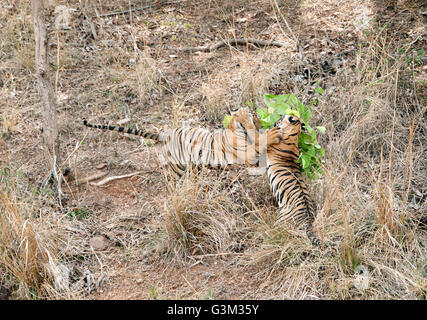 L'immagine della tigre ( Panthera tigris ) Maya e lupetti in Tadoba national park, India Foto Stock