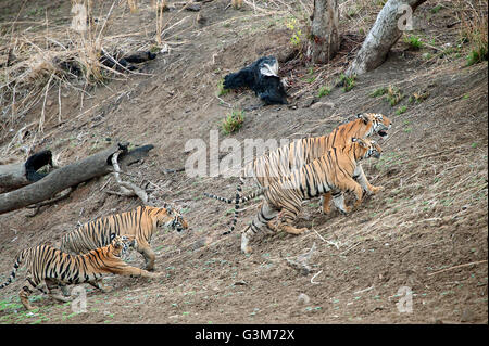 La tigre ( Panthera tigris ) Maya e lupetti in Tadoba national park, India Foto Stock