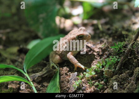 Un Rospo americano Foto Stock