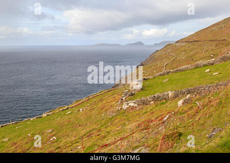 Vista lungo la costa per le isole Blasket all'orizzonte, la penisola di Dingle, Co. Kerry, Provincia di Munster, Repubblica di Irlanda. Foto Stock