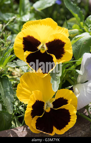 Il bel giallo e nero volti di Viola wittrockiana, comunemente chiamato pansy Foto Stock