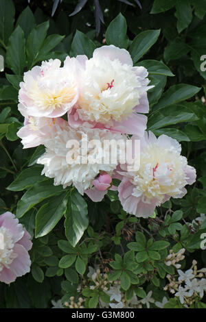 Peony Lactifolia "Kiss Katies" Foto Stock