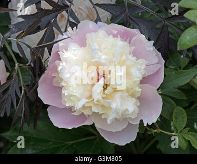 Peony Lactifolia "Kiss Katies" Foto Stock