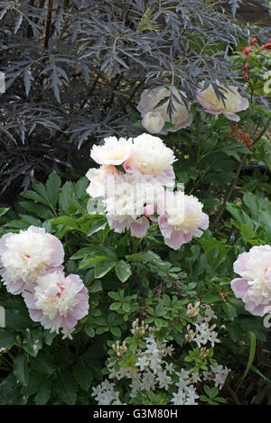 Peony Lactifolia "Kiss Katies" Foto Stock