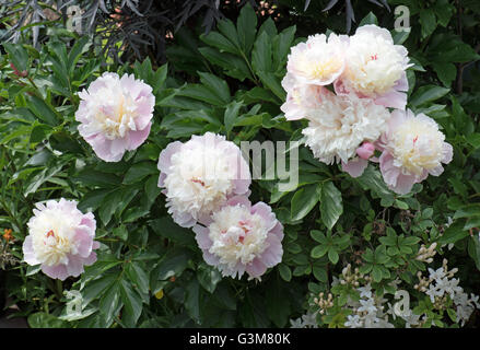 Peony Lactifolia "Kiss Katies" Foto Stock