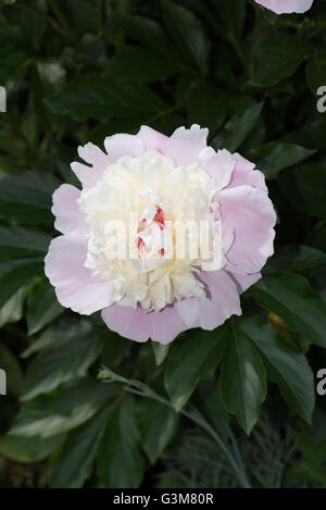 Peony Lactifolia "Kiss Katies" Foto Stock