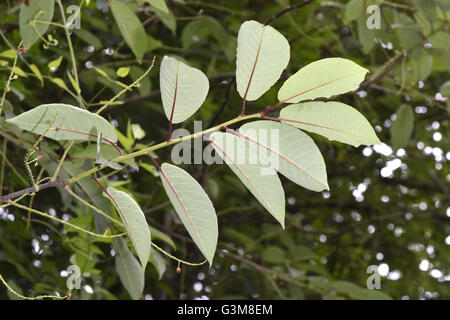 Bird Cherry - Prunus padus Foto Stock