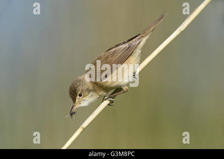 Trillo Reed - Acrocephalus scirpaceus Foto Stock