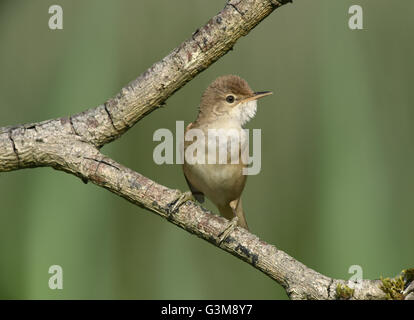 Trillo Reed - Acrocephalus scirpaceus Foto Stock