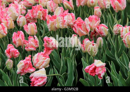 Bellissimo paesaggio di tulipani rosa e bianchi colorati con fringere su ogni petalo nascosto nel verde delle piante in un giardino primaverile. Foto Stock