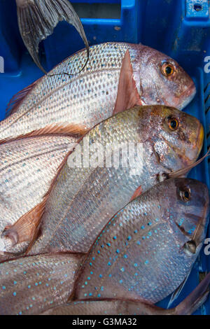 Carni di pesce crudo pandora comune nel mercato Foto Stock