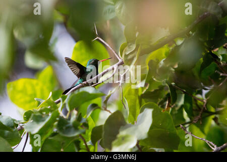 Asuncion, Paraguay. 13th giugno, 2016. Il colibrì smeraldo dalle ventre scintillanti (Chlorostilbon lucido) con le sue ali sparse mentre i perches si trovano sulla bouganvillea viola o sul ramo ornamentale della vite 'Santa Rita', è visto attraverso le foglie durante la giornata di sole ad Asuncion, in Paraguay. Credit: Andrea M. Chang/Alamy Live News Foto Stock