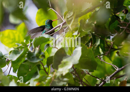 Asuncion, Paraguay. 13th giugno, 2016. Il colibrì smeraldo dalla ventosa ventre (Chlorostilbon lucido) con le sue ali sparse mentre i pappagallo sul ramo, è visto attraverso le foglie durante il giorno di sole ad Asuncion, Paraguay. Credit: Andrea M. Chang/Alamy Live News Foto Stock