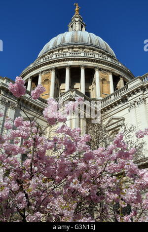 La Cattedrale di St Paul e con colori di primavera, dettaglio della cupola, Londra, Gran Bretagna Foto Stock