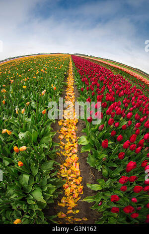 Rosa, rosso e arancione campo di tulipani in Olanda settentrionale durante la primavera Foto Stock