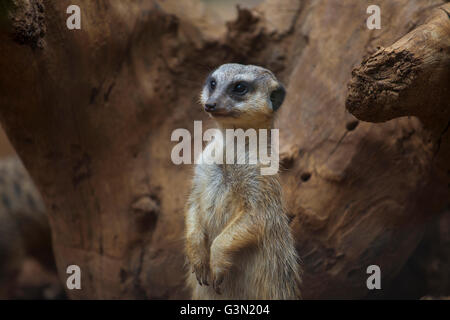 Meerkat permanente sulla pietra Foto Stock