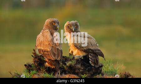 Gufo di aquila dusky Foto Stock