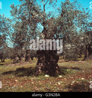 Reise nach Israele, 1970er Jahre. Viaggio in Israele, 1970s. Foto Stock