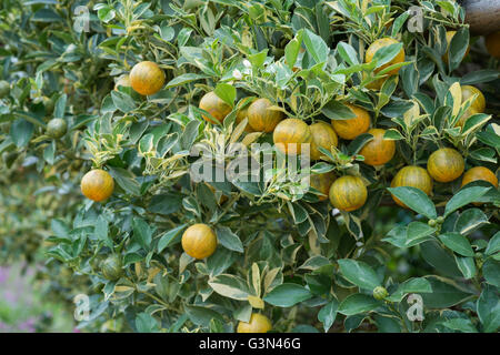 Piccolo arancio in Orange Farm Foto Stock