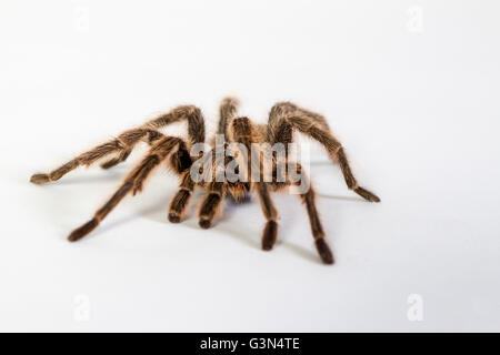 Tarantula ritratto in studio Foto Stock