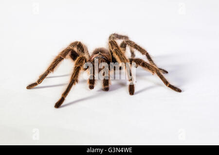 Tarantula ritratto in studio Foto Stock