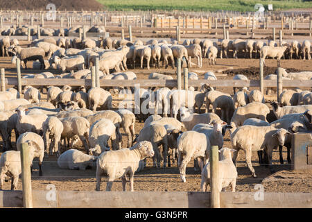 Un feedlot commerciale per ingrassare le pecore prima di dirigervi alla macellazione al di fuori di Fort Collins, Colorado. Foto Stock