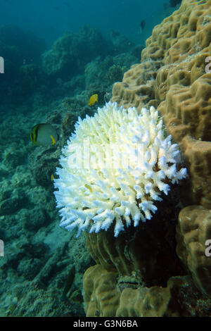 Imbianchiti Acropora colonia di corallo con pesce a Turtle Bay, Lizard Island, della Grande Barriera Corallina, Queensland, Australia Foto Stock